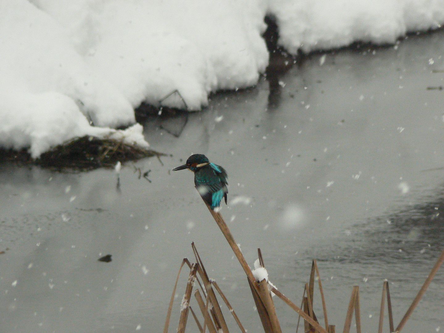 Martin pescatore ( ciumb ) sotto la neve